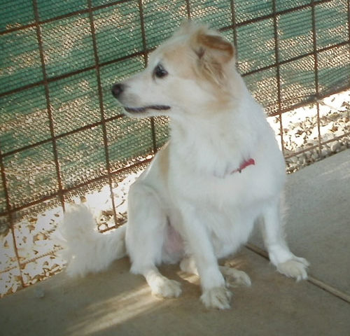 cagnolini adorabili